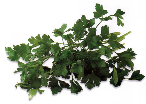 Parsley (Curly & Flat)
